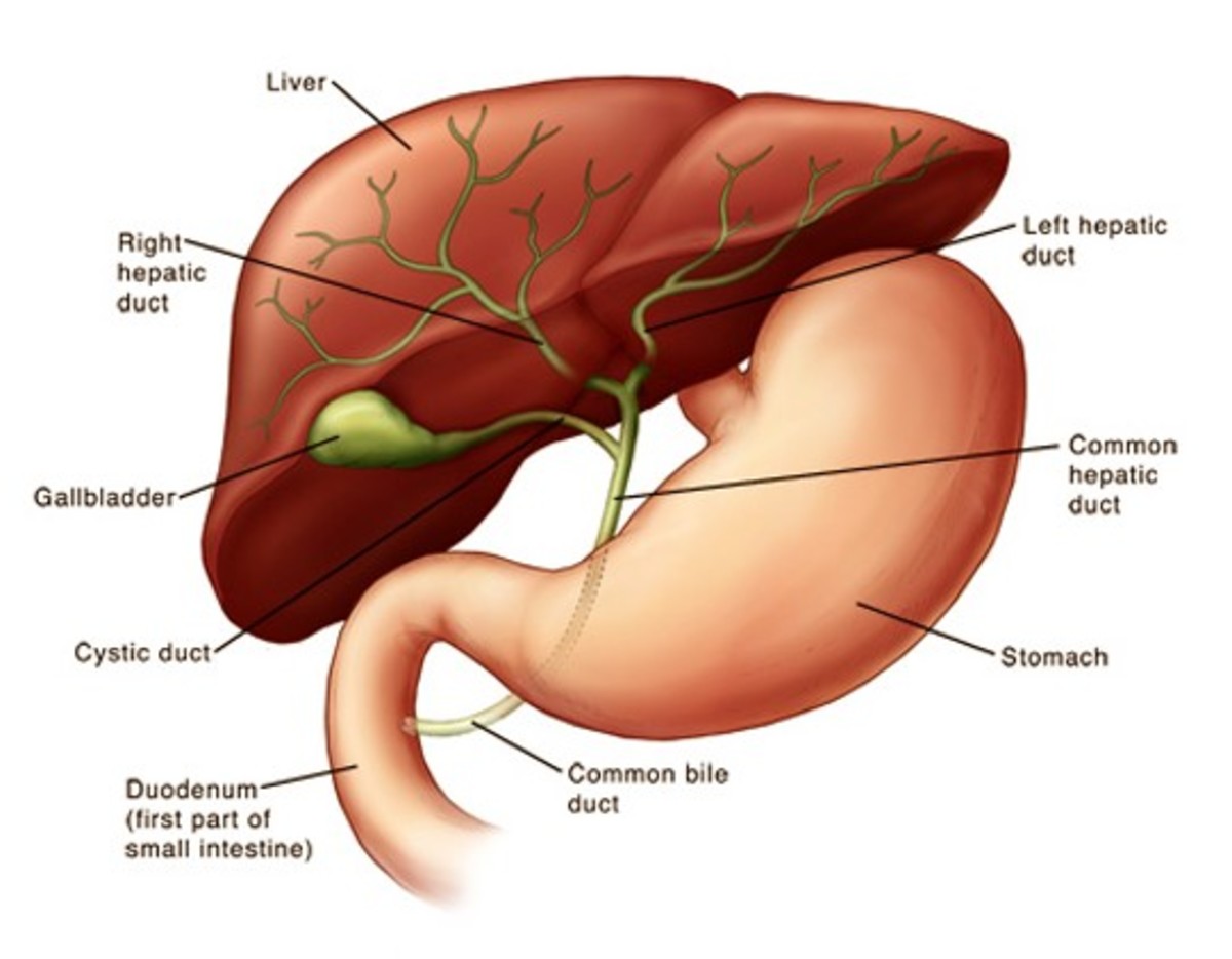 Gallbladder Sludge: Causes Symptoms and Treatment